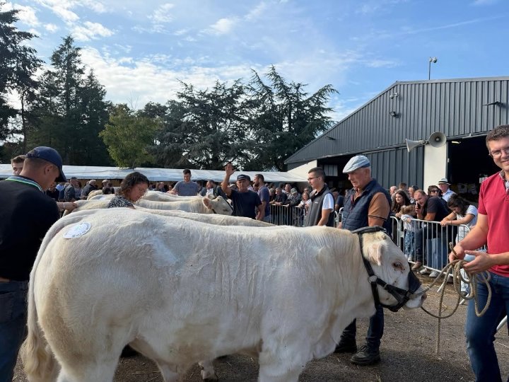 Un veau charolais blanc présenté au licol devant le public de la foire concours de veaux reproducteurs