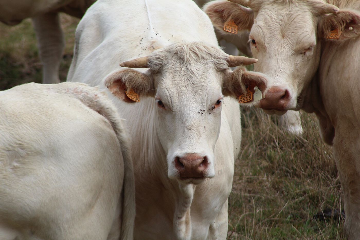 Vaches charolaises en gros plan, avec leurs boucles d’identification aux oreilles