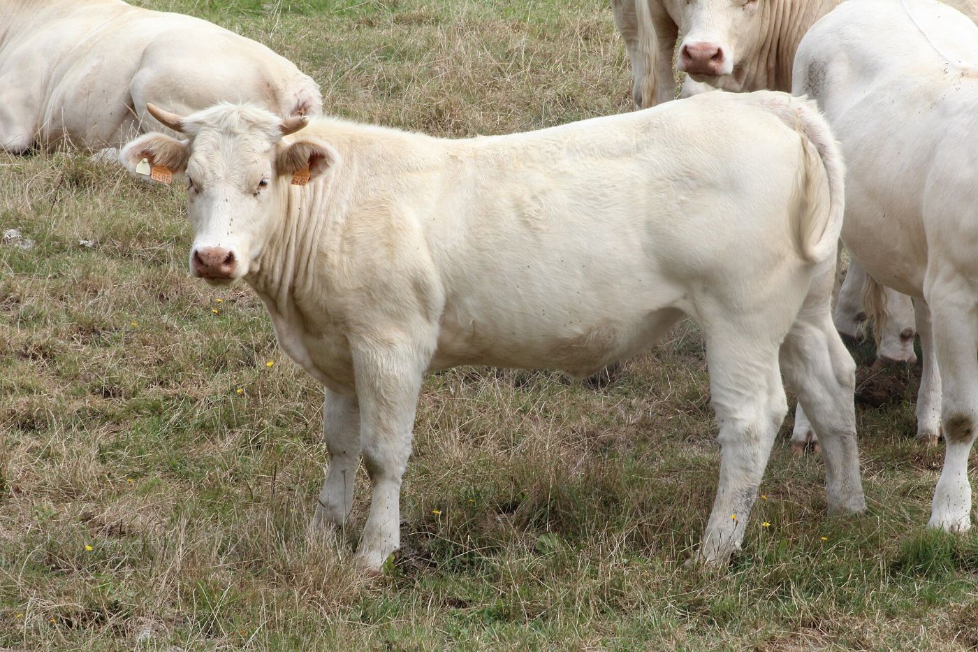 Une jeune vache charolaise dans un pré du Brionnais, au milieu du troupeau